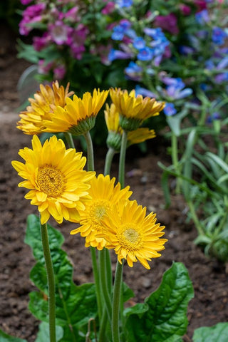 Issaquah- Washington State- USA. Garvinea Sweet Smile Gerber Daisies (yellow flowers). Black Ornate Wood Framed Art Print with Double Matting by Horton, Janet