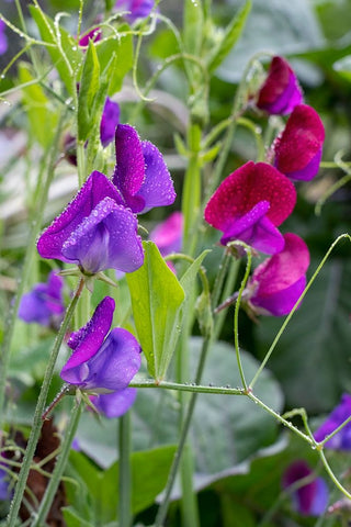 Issaquah- Washington State- USA. Sweet Pea flowers- also known as Perennial pea or Everlasting pea Black Ornate Wood Framed Art Print with Double Matting by Horton, Janet