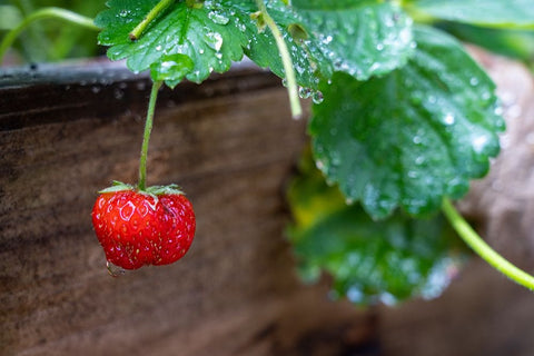 Issaquah- Washington State- USA. Ripe strawberry- with raindrops- ready to harvest. Black Modern Wood Framed Art Print by Horton, Janet