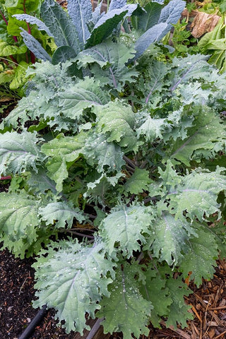 Issaquah- Washington State- USA. Red Russian kale plants in front and Dinosaur kale at the rear. Black Ornate Wood Framed Art Print with Double Matting by Horton, Janet