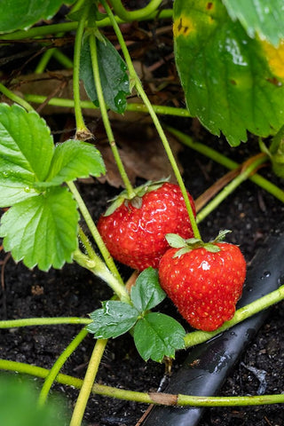 Issaquah- Washington State- USA. Ripe strawberries ready to harvest Black Ornate Wood Framed Art Print with Double Matting by Horton, Janet