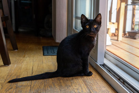 Two month old black kitten sitting by a sliding glass door  Black Ornate Wood Framed Art Print with Double Matting by Horton, Janet