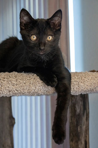 Two month old black kitten resting on a cat tower Black Ornate Wood Framed Art Print with Double Matting by Horton, Janet