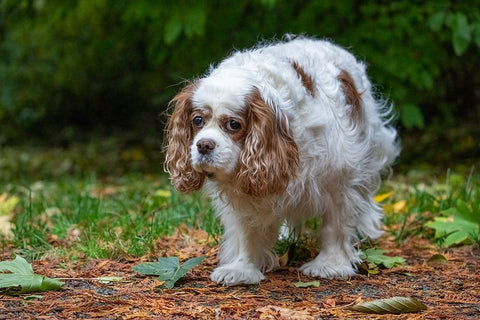 Issaquah- Washington State- USA. Sad-looking- elderly Cavalier King Charles Spaniel Black Ornate Wood Framed Art Print with Double Matting by Horton, Janet