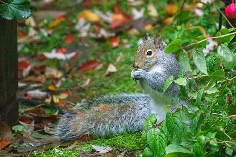 Issaquah- Washington State- USA. Western grey squirrel on the ground eating a nut White Modern Wood Framed Art Print with Double Matting by Horton, Janet