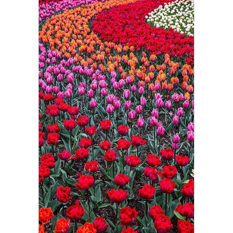 Mount Vernon-Washington State-multi-colored tulips in a curvy pattern White Modern Wood Framed Art Print by Sienda, Jolly