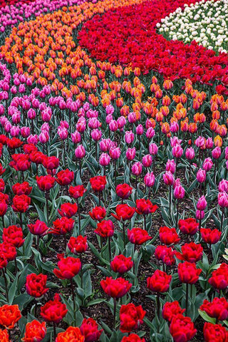 Mount Vernon-Washington State-multi-colored tulips in a curvy pattern Black Ornate Wood Framed Art Print with Double Matting by Sienda, Jolly