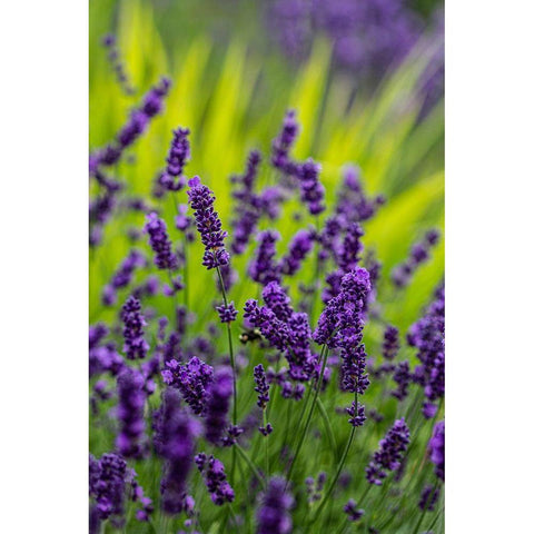 Sequim-Washington State-lavender field blooms Black Modern Wood Framed Art Print with Double Matting by Sienda, Jolly