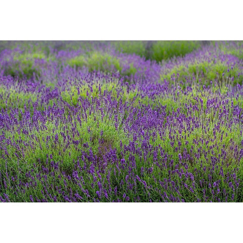 Bremerton-Washington State-lavender garden Black Modern Wood Framed Art Print by Sienda, Jolly