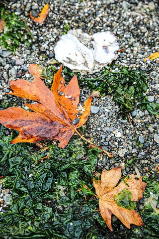 Kitsap Peninsula-Seabeck-Washington State White Modern Wood Framed Art Print with Double Matting by Sienda, Jolly