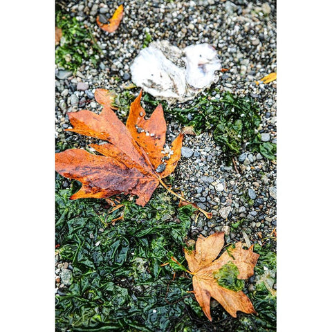 Kitsap Peninsula-Seabeck-Washington State White Modern Wood Framed Art Print by Sienda, Jolly