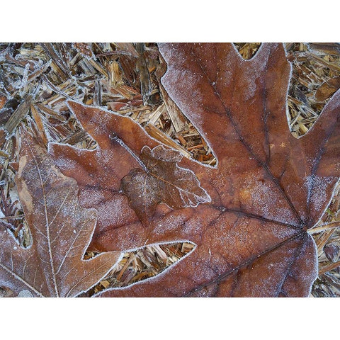 Washington State Central Cascades-Frosty Leaves Black Modern Wood Framed Art Print by Wild, Jamie and Judy