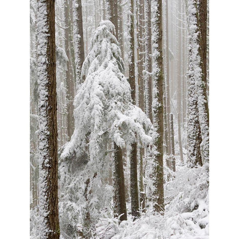 Washington State Tiger Mountain-snow covered trees Black Modern Wood Framed Art Print by Wild, Jamie and Judy