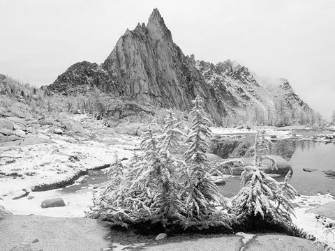 Alpine Lakes Wilderness-Enchantment Lakes-snow covered larch trees-with Prusik Peak Black Ornate Wood Framed Art Print with Double Matting by Wild, Jamie and Judy