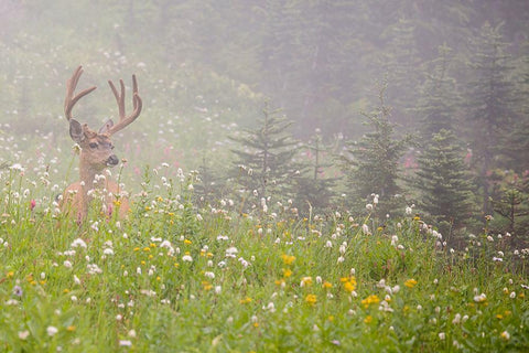WA-Mount Rainier National Park-Black-tailed deer buck in wildflower meadow-Odocoileus hemionus White Modern Wood Framed Art Print with Double Matting by Wild, Jamie and Judy