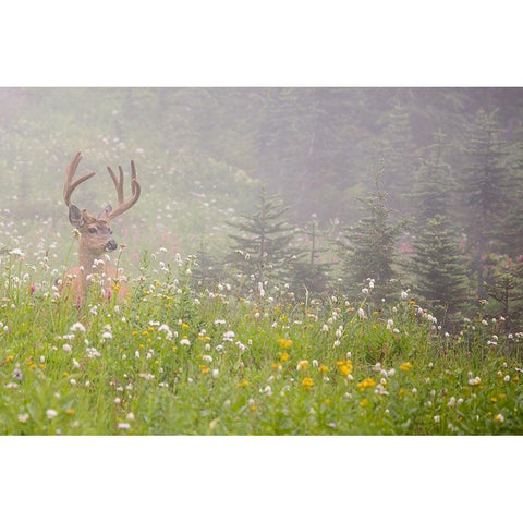 WA-Mount Rainier National Park-Black-tailed deer buck in wildflower meadow-Odocoileus hemionus Gold Ornate Wood Framed Art Print with Double Matting by Wild, Jamie and Judy
