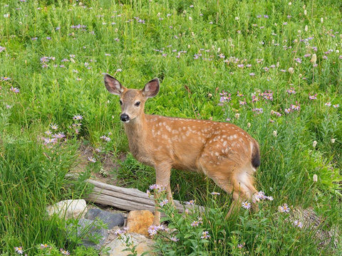 WA-Mount Rainier National Park-Black-tailed deer-fawn-Odocoileus hemionus White Modern Wood Framed Art Print with Double Matting by Wild, Jamie and Judy
