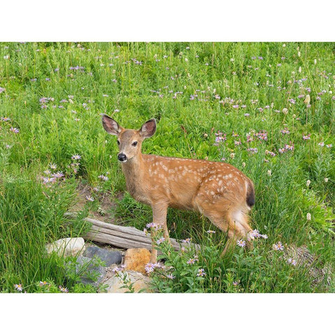 WA-Mount Rainier National Park-Black-tailed deer-fawn-Odocoileus hemionus White Modern Wood Framed Art Print by Wild, Jamie and Judy
