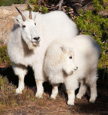 WA-Alpine Lakes Wilderness-mountain goats-nanny and kid White Modern Wood Framed Art Print with Double Matting by Wild, Jamie and Judy