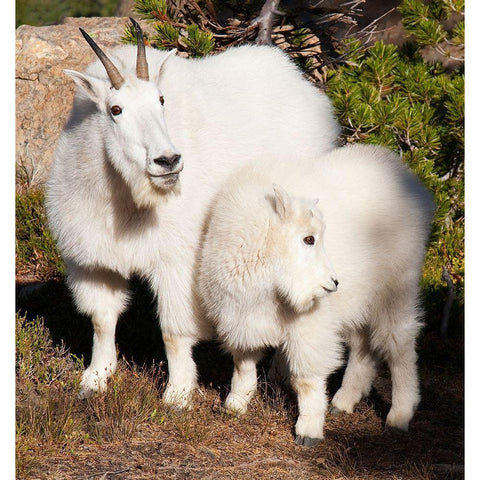 WA-Alpine Lakes Wilderness-mountain goats-nanny and kid Black Modern Wood Framed Art Print with Double Matting by Wild, Jamie and Judy