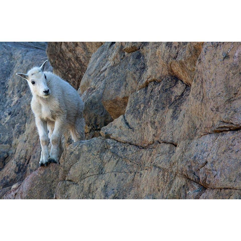 WA-Alpine Lakes Wilderness-Ingalls Lake area-Kid (baby) goat on cliff White Modern Wood Framed Art Print by Wild, Jamie and Judy