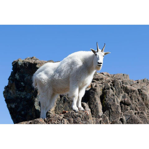 WA-Alpine Lakes Wilderness-Mountain goat-Nanny Black Modern Wood Framed Art Print with Double Matting by Wild, Jamie and Judy