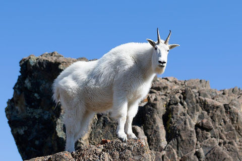 WA-Alpine Lakes Wilderness-Mountain goat-Nanny White Modern Wood Framed Art Print with Double Matting by Wild, Jamie and Judy