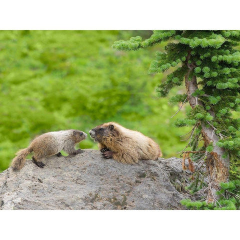 WA-Mount Rainier National Park-Hoary Marmot (Marmota caligata)-mother and baby White Modern Wood Framed Art Print by Wild, Jamie and Judy