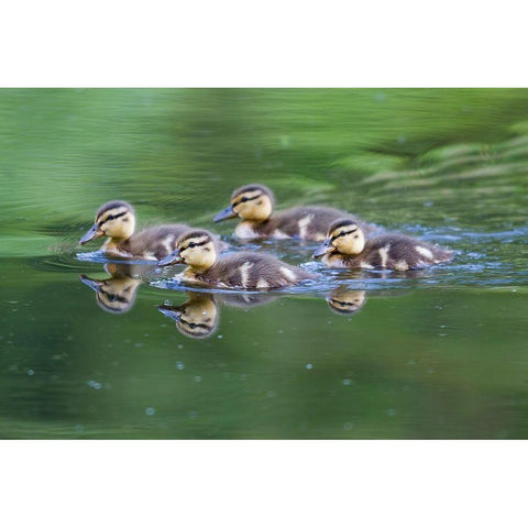 WA-Mercer Slough-Wood Duck ducklings (Aix Sponsa) Black Modern Wood Framed Art Print by Wild, Jamie and Judy