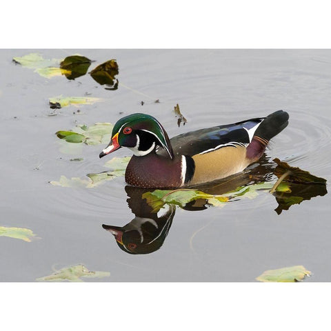 WA-Juanita Bay Wetland-Wood Duck-male (Aix sponsa) White Modern Wood Framed Art Print by Wild, Jamie and Judy