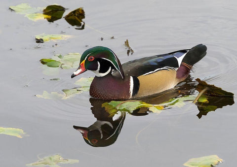 WA-Juanita Bay Wetland-Wood Duck-male (Aix sponsa) Black Ornate Wood Framed Art Print with Double Matting by Wild, Jamie and Judy