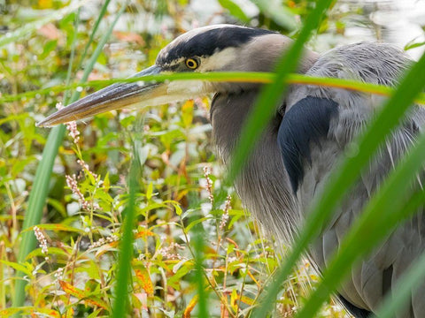 WA-Juanita Bay Wetland-Great Blue Heron (Ardea herodias) White Modern Wood Framed Art Print with Double Matting by Wild, Jamie and Judy