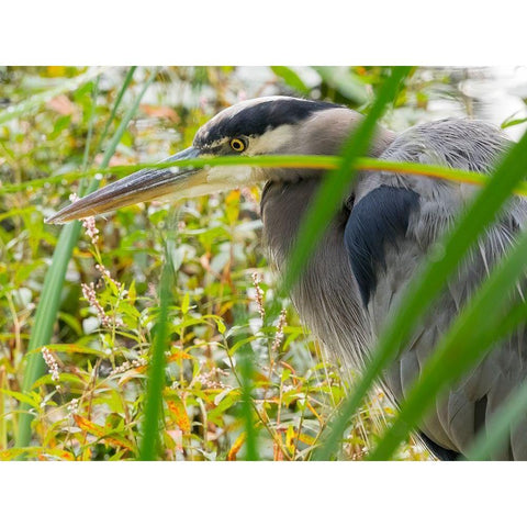 WA-Juanita Bay Wetland-Great Blue Heron (Ardea herodias) Black Modern Wood Framed Art Print with Double Matting by Wild, Jamie and Judy
