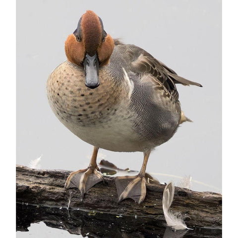 WA-Juanita Bay Wetland-Green-winged Teal (Anas crecca)-male Black Modern Wood Framed Art Print by Wild, Jamie and Judy