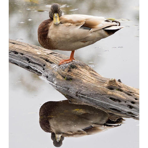 WA-Juanita Bay Wetland-Mallard Duck ( Anas Platyrhynchos)-male Gold Ornate Wood Framed Art Print with Double Matting by Wild, Jamie and Judy