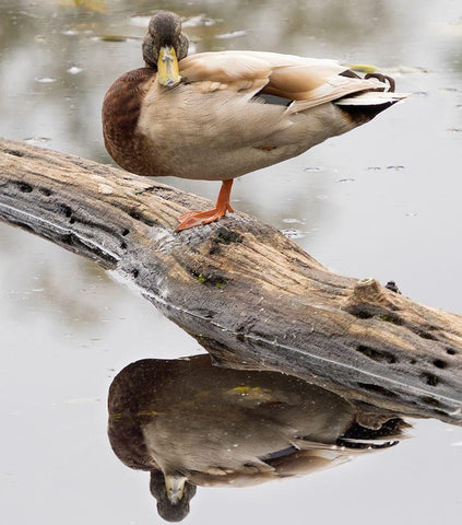 WA-Juanita Bay Wetland-Mallard Duck ( Anas Platyrhynchos)-male White Modern Wood Framed Art Print with Double Matting by Wild, Jamie and Judy