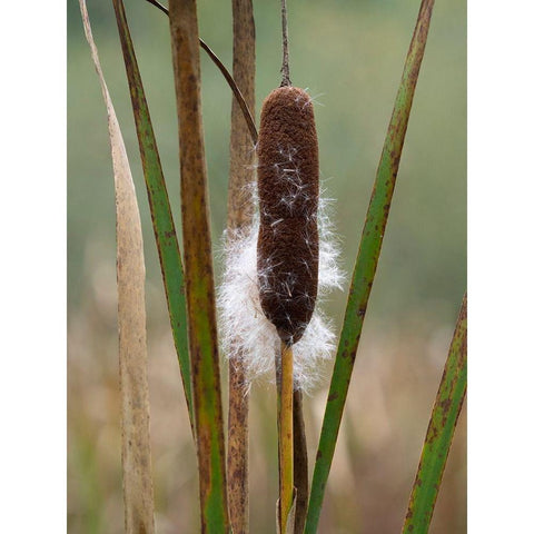 WA-Juanita Bay Wetland-Cattail Black Modern Wood Framed Art Print by Wild, Jamie and Judy