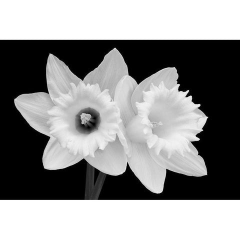 WA-Redmond-Daffodils Black Modern Wood Framed Art Print by Wild, Jamie and Judy