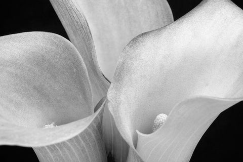 WA-Redmond-Calla Lilies Black Ornate Wood Framed Art Print with Double Matting by Wild, Jamie and Judy