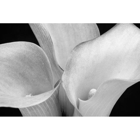 WA-Redmond-Calla Lilies Gold Ornate Wood Framed Art Print with Double Matting by Wild, Jamie and Judy