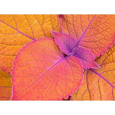 WA-Redmond-Coleus Plant-Leaf Design Black Modern Wood Framed Art Print by Wild, Jamie and Judy
