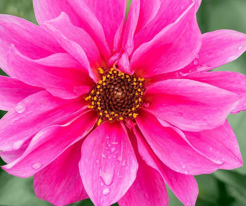 WA-Redmond-Daisy Black Ornate Wood Framed Art Print with Double Matting by Wild, Jamie and Judy