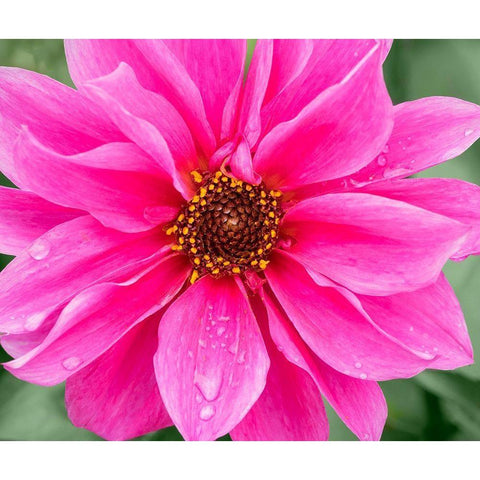 WA-Redmond-Daisy White Modern Wood Framed Art Print by Wild, Jamie and Judy