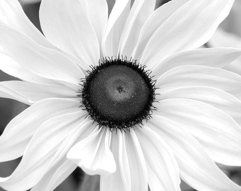 WA-Redmond-Black Eyed Susan Black Ornate Wood Framed Art Print with Double Matting by Wild, Jamie and Judy