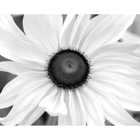 WA-Redmond-Black Eyed Susan Black Modern Wood Framed Art Print by Wild, Jamie and Judy