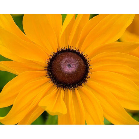 WA-Redmond-Black Eyed Susan Black Modern Wood Framed Art Print by Wild, Jamie and Judy