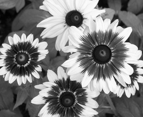 WA-Redmond-Gloriosa Daisy Black Ornate Wood Framed Art Print with Double Matting by Wild, Jamie and Judy