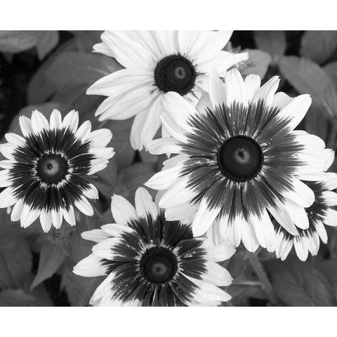 WA-Redmond-Gloriosa Daisy Black Modern Wood Framed Art Print by Wild, Jamie and Judy