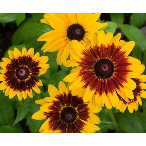 WA-Redmond-Gloriosa Daisy Black Modern Wood Framed Art Print by Wild, Jamie and Judy
