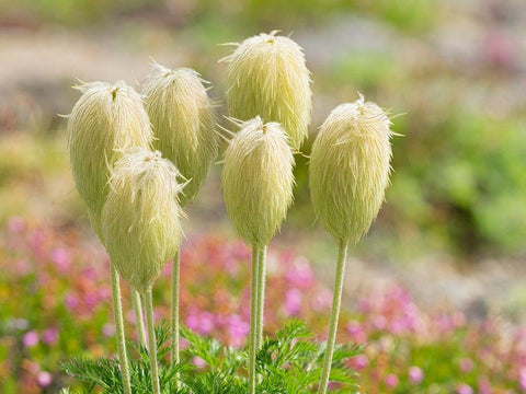 WA-Mount Rainier National Park-Pasqueflower seed head (Anemone occidentalis) White Modern Wood Framed Art Print with Double Matting by Wild, Jamie and Judy